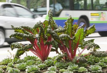 Lugano aiuole foiorite con cavoli e coste