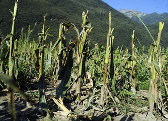 Gnosca danni della fauna all agricoltura