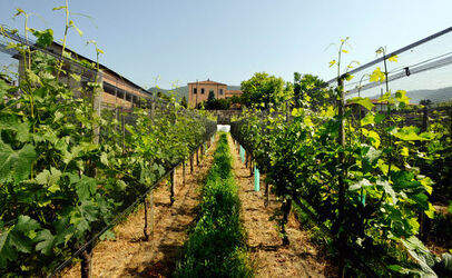Mezzana Merlot del Ticino Bongio 