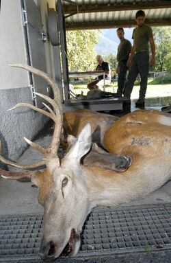 Ticino apertura stagione di caccia
