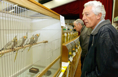 Morbio Inf. esposizione cantonale uccelli di gabbia Morbio Inf. esposizione cantonale uccelli di gabbia
