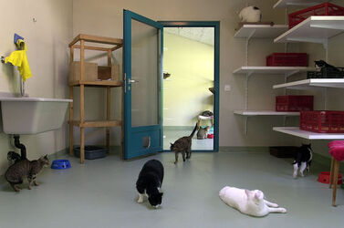 Ticino societa protezione animali