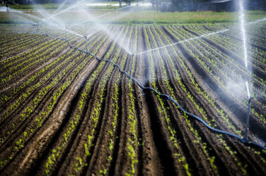 Ticino coltivazioni sul Piano di Magadino bel temppo emergenza siccit&agrave;