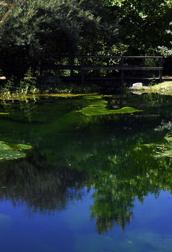 Bioggio natura stagno