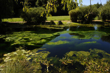 Bioggio natura stagno