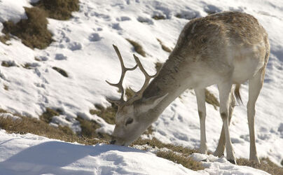 Savosa daini nella neve