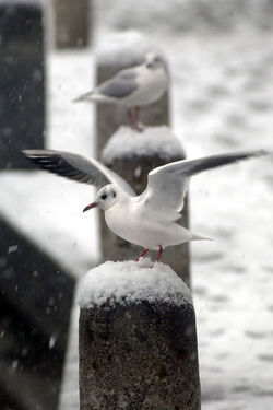 Ticino nevicate scorci invernali