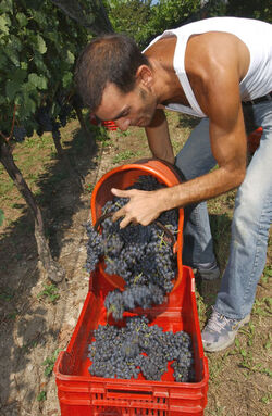 Ticino vendemmia 2003