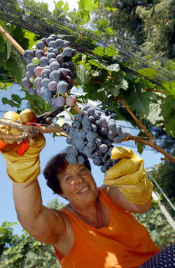 Ticino vendemmia 2003