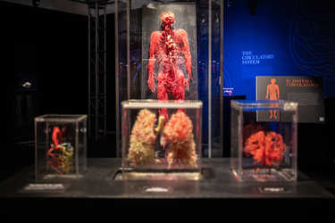 Lugano Real Bodies alla scoperta del corpo umano