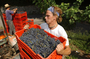Ticino vendemmia 2003