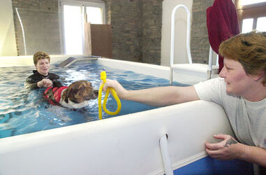 Rancate centro fitness per cani