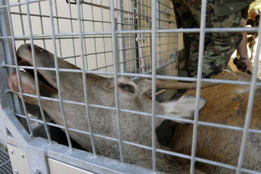 Ticino apertura stagione di caccia