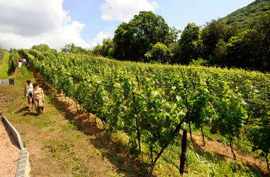 Ticino Cantine Aperte Ticino Cantine Aperte