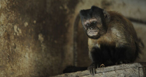 Magliaso scimmia Fil&ugrave; nuovamente allo Zoo