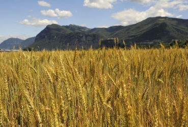 Mendrisiotto campo di grano mais