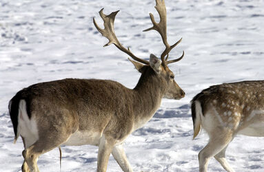 Savosa daini nella neve