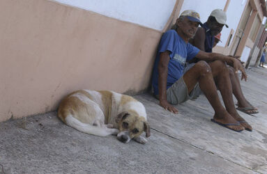 Viaggio in Brasile cani randagi
