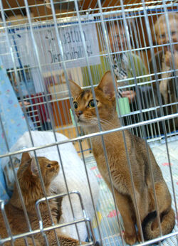 Mendrisio Esposizione Felina