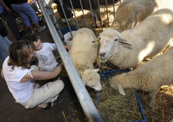 Morbio inf. mostra animali