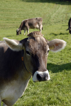 Kussnacht am Rigi agricoltura