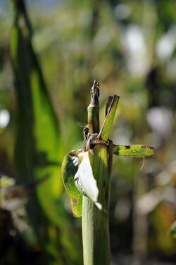Gnosca danni della fauna all agricoltura