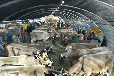 Mendrisio fiera di San Martino Mendrisio fiera di San Martino