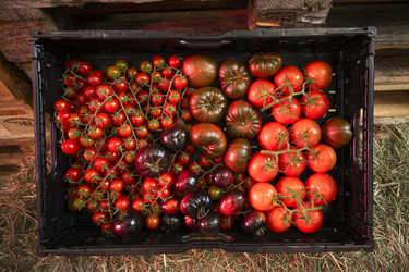 SANT ANTONINO presentazione Orticola Bassi per la produzione di pomodori svizzeri in inverno con tecnologie all avanguardia