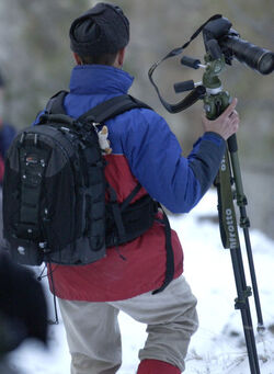 Toceno Italia peppole in volo