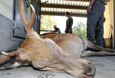 Ticino apertura stagione di caccia