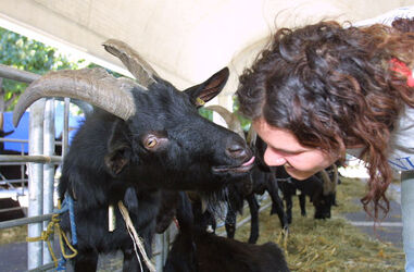 Giubiasco esposizione ovina