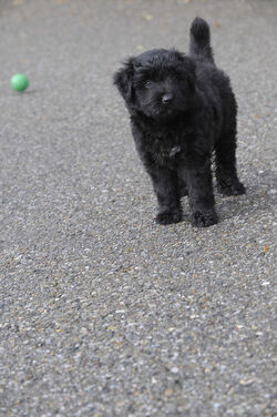 Salorino cucciolo cane pastore bergamasco