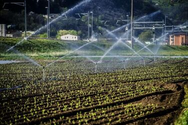 Ticino coltivazioni sul Piano di Magadino bel temppo emergenza siccit&agrave;