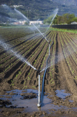 Ticino coltivazioni sul Piano di Magadino bel temppo emergenza siccit&agrave;