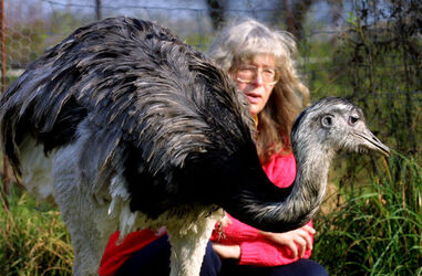 Giubiasco Brenda Chestney e i suoi animali Giubiasco Brenda Chestney e i suoi animali