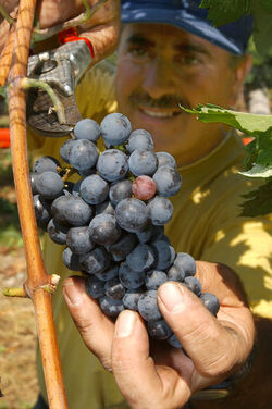 Ticino vendemmia 2003