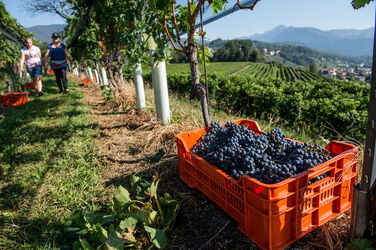 Ticino vendemmia Ticino vendemmia