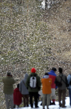 Toceno Italia peppole in volo