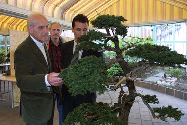 Pambio Noranco Bonsai 1mo raduno svizzero