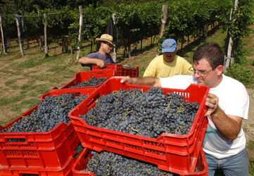 Ticino vendemmia 2003