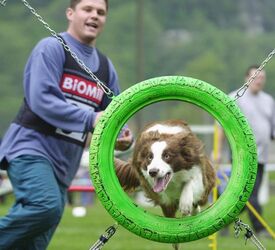 Iragna gare Agility Dog