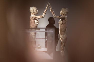 Lugano Real Bodies alla scoperta del corpo umano