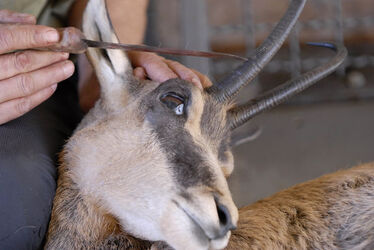 Ticino apertura stagione di caccia