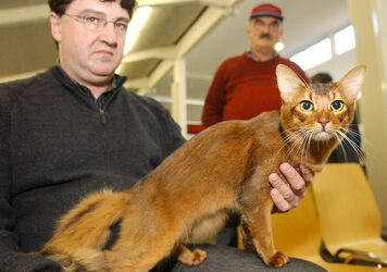 Giubiasco Esposizione Felina