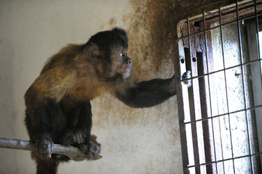 Magliaso scimmia Fil&ugrave; nuovamente allo Zoo