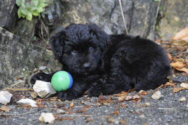 Salorino cucciolo cane pastore bergamasco