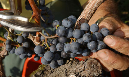 Ticino vendemmia 2003