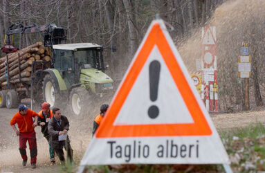 Cademario giornata sul legname AELSI