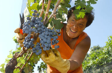 Ticino vendemmia 2003