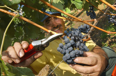 Ticino vendemmia 2003